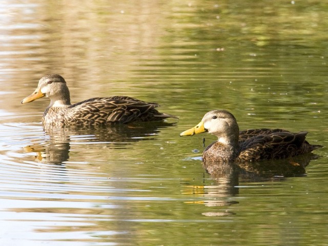 Mottled Duck