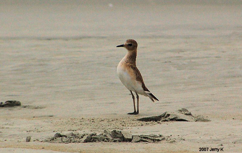 Mountain Plover