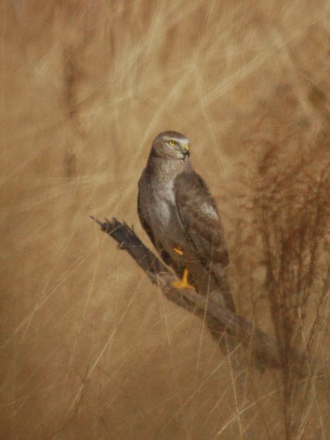 Northern Harrier