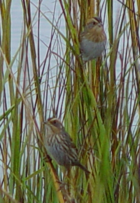 Sharp-tailed Sparrows
