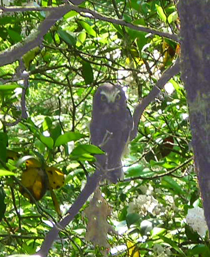 Northern Saw-whet Owl