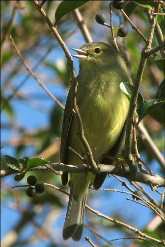 Orange-crowned Warbler