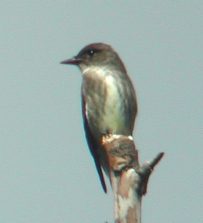 Olive-sided Flycatcher