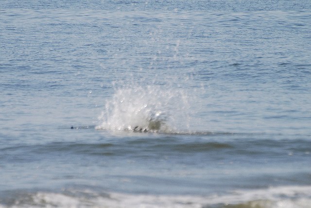 Osprey