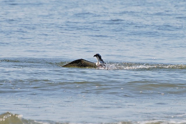 Osprey