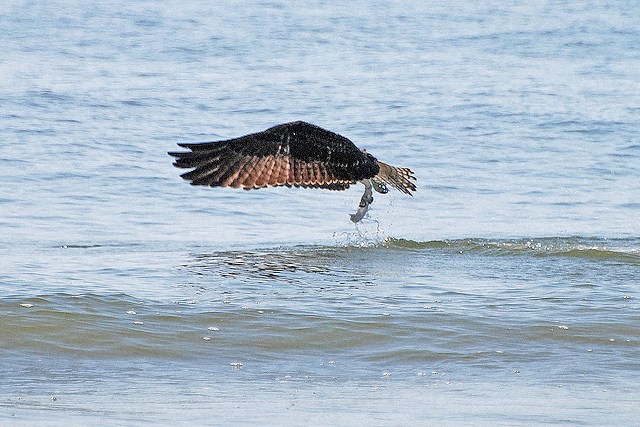 Osprey
