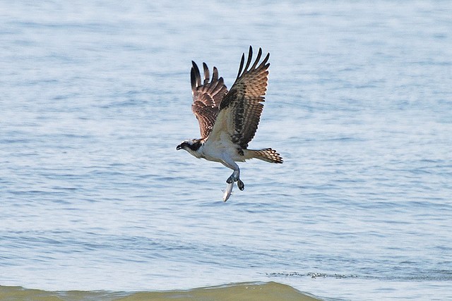 Osprey