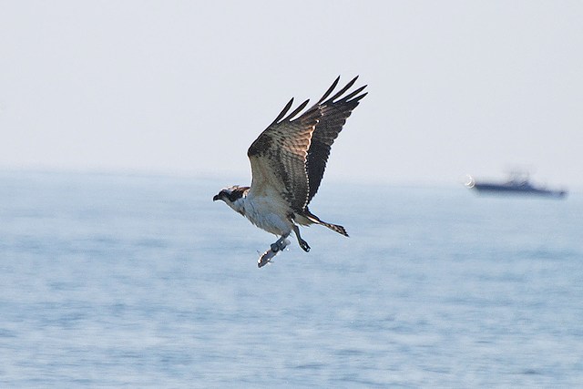 Osprey