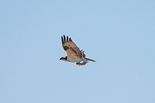 Osprey