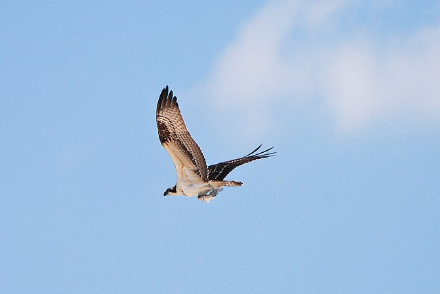 Osprey