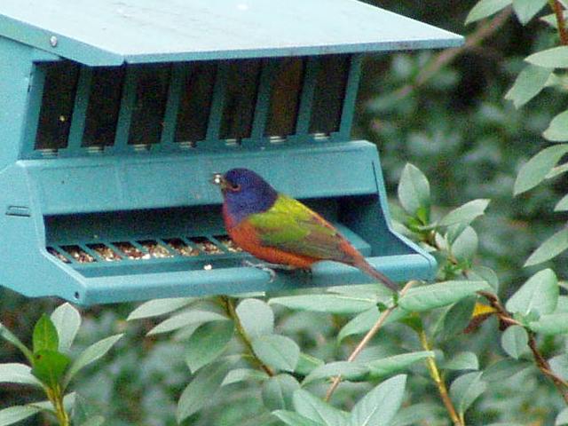 Painted Bunting