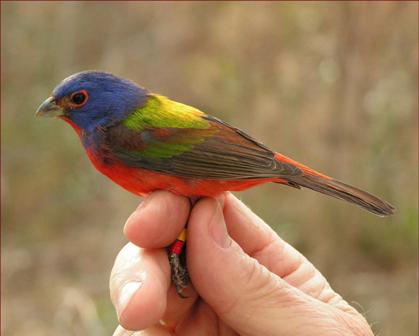 Painted Bunting