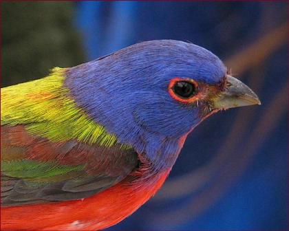 Painted Bunting