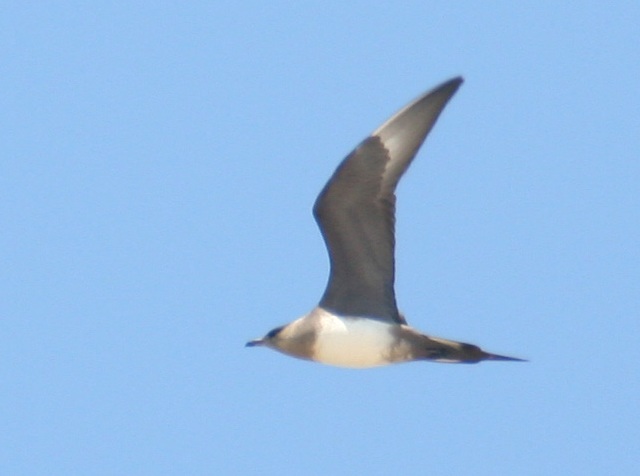 Parasitic Jaeger