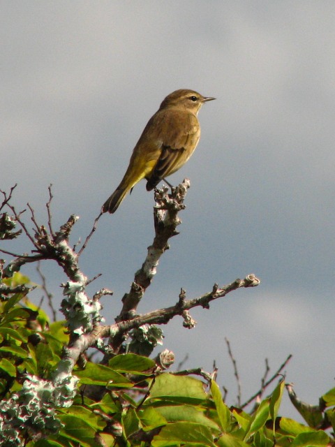 Palm Warbler