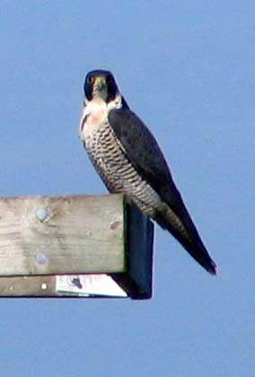Peregrine Falcon