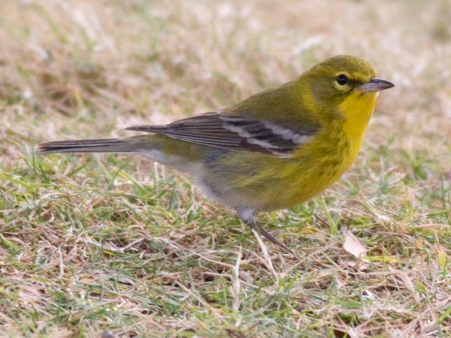 Pine Warbler