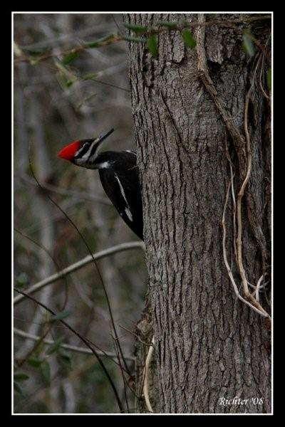 Pileated Woodpecker