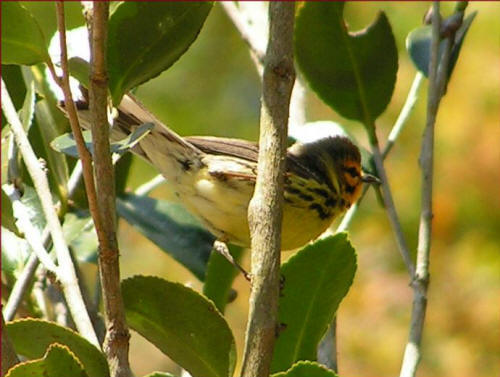 Prairie Warbler