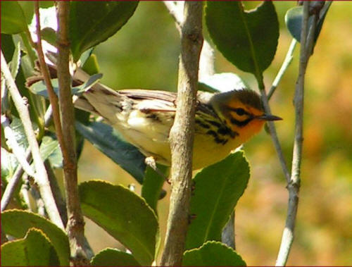 Prairie Warbler