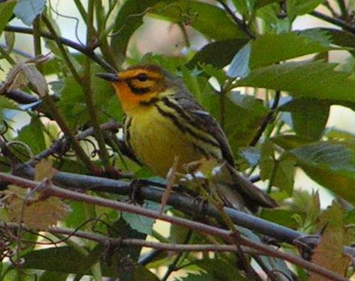 Prairie Warbler