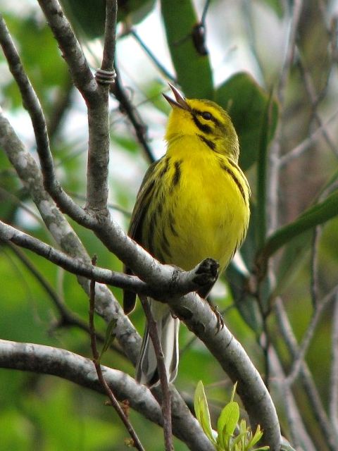 Prairie Warbler