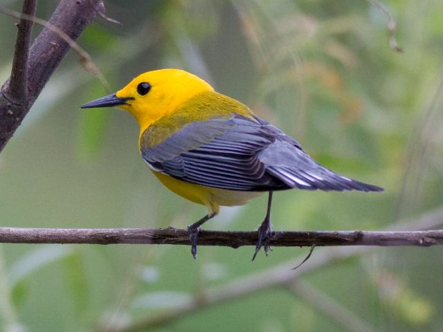 Prothonotary Warbler