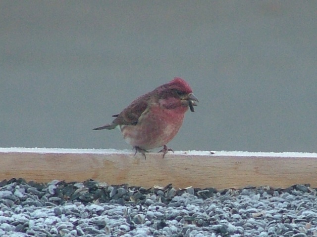 Purple Finch