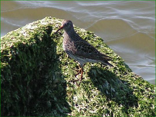 Purple Sandpiper