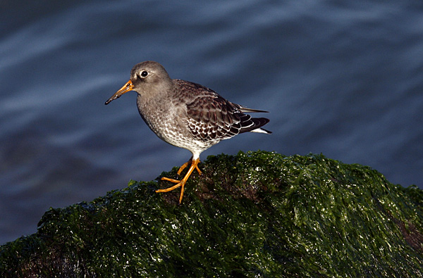 Purple Sandpiper