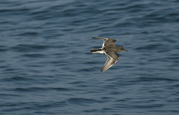 Purple Sandpiper