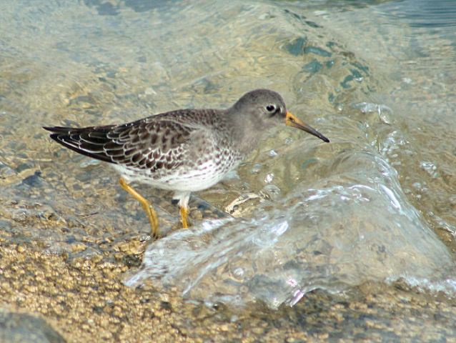 Purple Sandpiper
