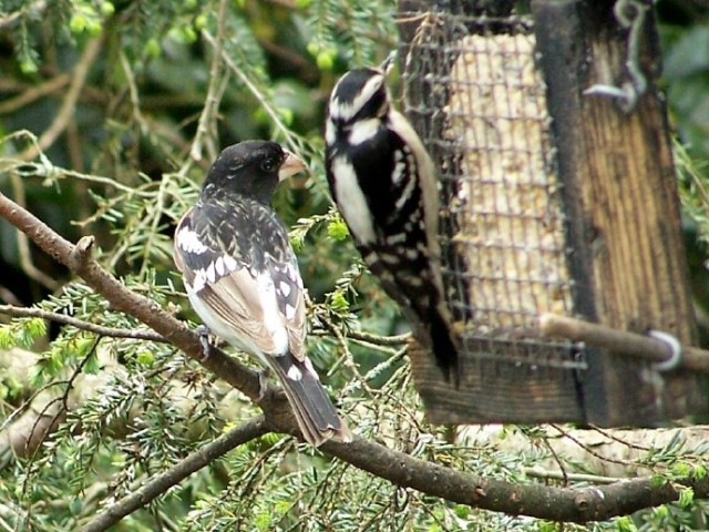 Rose-breasted Grosbeak