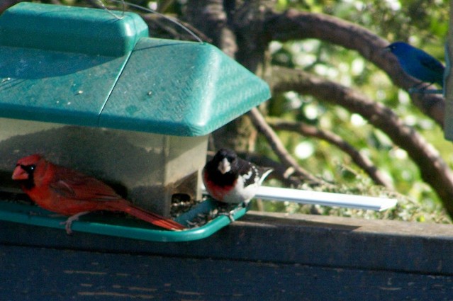 Rose-breasted Grosbeak