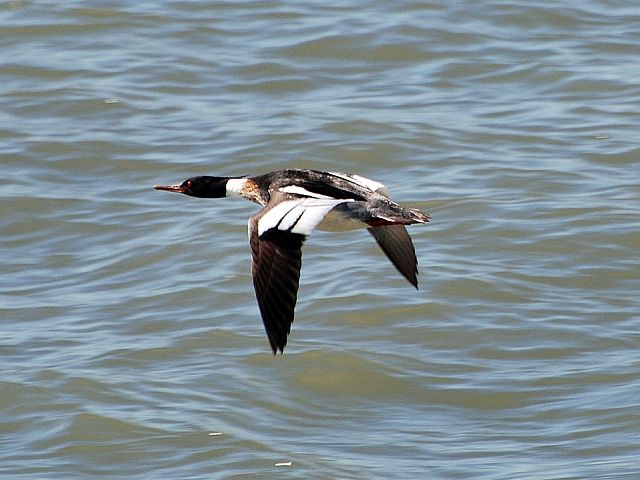Red-breasted Merganser