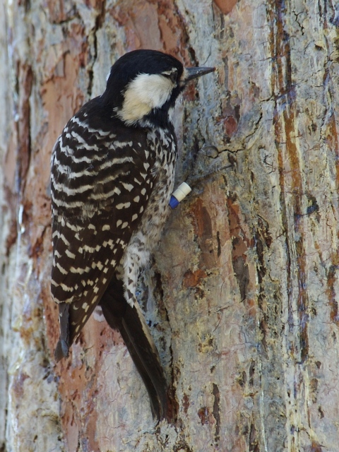 Red Cockaded Woodpecker