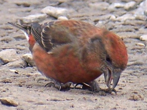 Red Crossbills