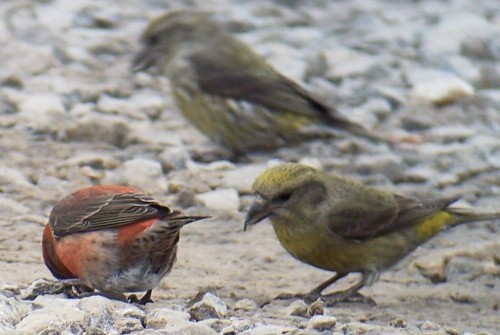 Red Crossbills