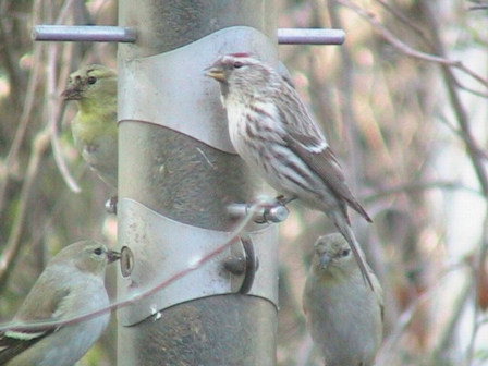 Common Redpoll