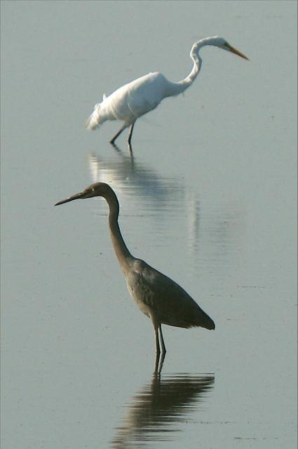 Reddish Egret
