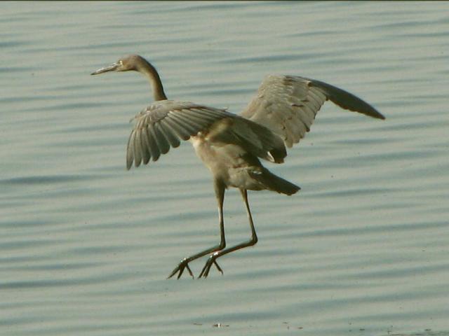 Reddish Egret
