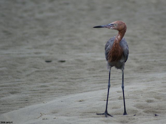 Reddish Egret