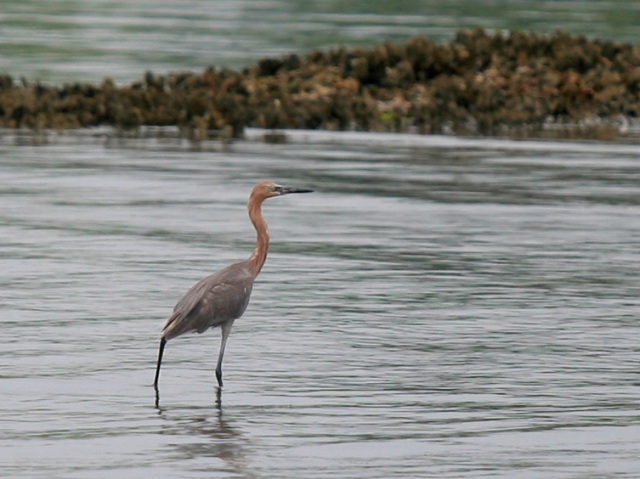 Reddish Egret