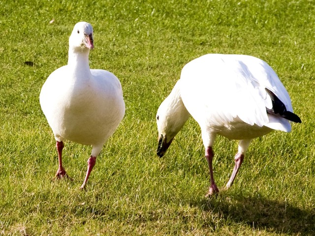 Ross's Goose