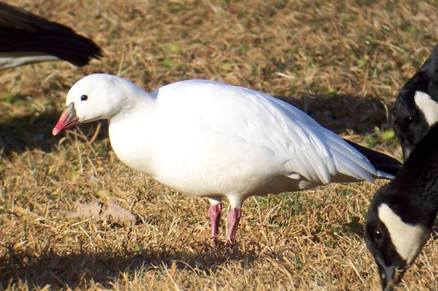 Ross's Goose