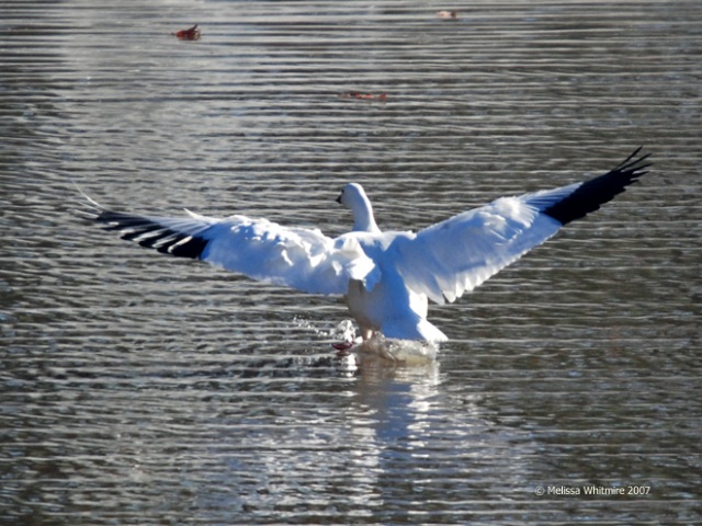 Ross's Goose