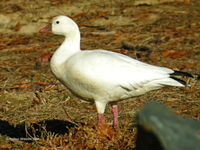 Ross's Goose