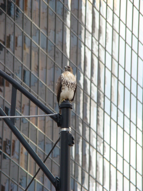 Red-tailed Hawk