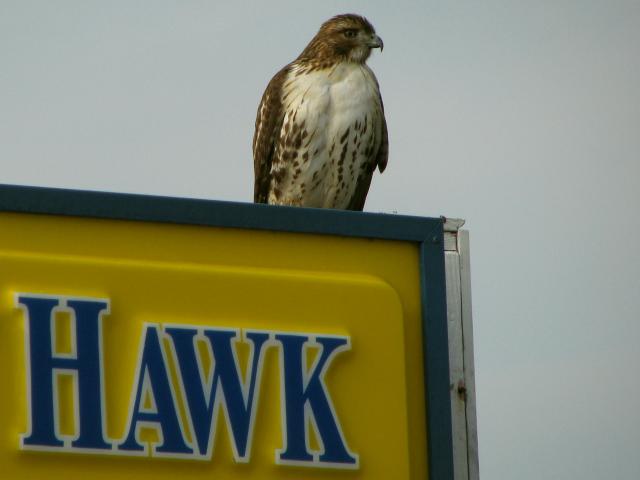 Red-tailed Hawk