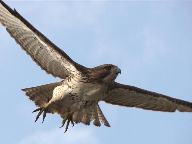 Red-tailed Hawk